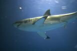 10 Interesting Facts about the Great White Shark