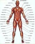 10 Interesting Facts about the Muscles