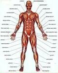 10 Interesting Facts about the Muscles 10 Interesting Facts about the Muscles