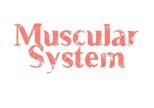 10 Interesting Facts about the Muscular System 10 Interesting Facts about the Muscular System
