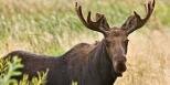 8 Interesting Facts about the Moose 8 Interesting Facts about the Moose