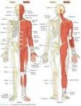 10 Interesting Facts about the Musculoskeletal System 10 Interesting Facts about the Musculoskeletal System